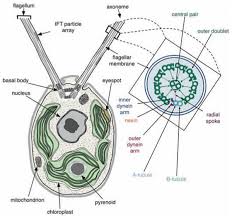 A cell of spirogyra comprises a cell wall, pyrenoids, nucleus, cytoplasmic threads, spiral chloroplasts, and vacuole. A Schematic Of A Chlamydomonas Cell From Transmission Electron Download Scientific Diagram