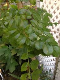 シマトネリコ 常緑株立の王様であるシマトネリコは本当にお勧めの植木なのか 2016 1 8 洋風イングリッシュガーデン お庭リフォームは柴垣グリーンテック