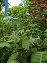 Image result for Micrococca mercurialis