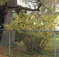 Find over 100+ of the best free barbed wire fence images. Cost To Paint A Chain Link Fence 2020