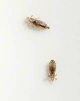 Pin On Lice