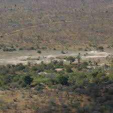 Image result for Acacia welwitschii