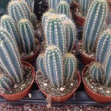 San diego in classifieds in canada. Pilosocereus Odilensis Cactus Plants Planting Succulents Tiny Plants