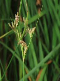 Image result for Fimbristylis dichotoma