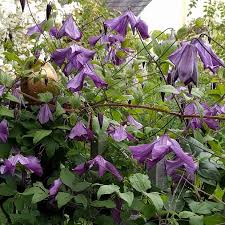 Image result for Clematis pulchra