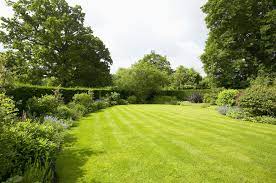 While the plant can grow up to 3 meters, you may want to prune it. 20 Fast Growing Shrubs And Bushes For Privacy Evergreen Shrubs For Backyard