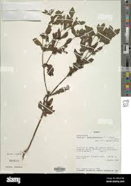 Image result for Blepharis maderaspatensis