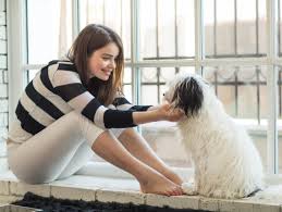 Famoso per essere il cane più piccolo al mondo, il chihuahua è una delle razze preferite quando si tratta di cuccioli da appartamento. Le Migliori Razze Di Cani Da Appartamento Donna Moderna