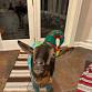 Goats In Ugly Christmas Sweaters BYOB Goat Yoga  event image