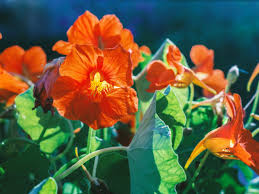 The burpee nasturtium jewel mix produces compact plants with a profusion of showy double flowers in a splendid color range. How To Plant Grow And Care For Nasturtium Hgtv