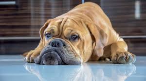 Mit ihm konnten sie maximal 30 minuten lang telefonieren und es dauerte 10 stunden, bis es geladen war. Krebs Bei Hunden Warum Es Immer Mehr Wird Vawidoo