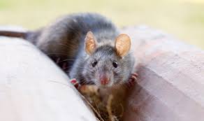 How to get rid of garden rats without killing them. How To Get Rid Of Rats In The Garden For Good And Why You Should Never Use Poison Express Co Uk