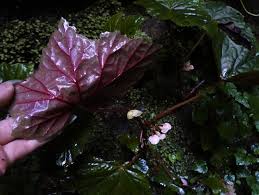 Image result for Begonia oxyloba