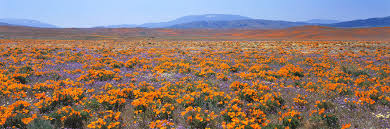 And the recent rains that the desert experienced could create a bonanza wildflower season this spring. Why California S Super Bloom Is Under Siege Vogue