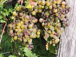 Image result for peronospora grapevine