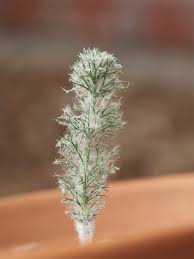 Image result for Eriospermum