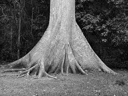 Image result for Ceiba