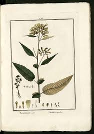 Image result for Anagallis pumila