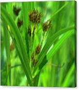 Image result for Cyperus longus