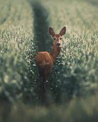 Nature and wildlife photographer based in finland. Beautiful Kpunkka On Instagram Animals Cute Animals Animals Beautiful