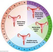 Kitaran haid yang tidak normal dikatakan apabila ia berlaku lebih pendek dari 21 hari atau lebih panjang dari 35 hari. Ilmu Seks Shayne Wyatt A Twitter Fasa 1 Adalah Menstruation Haid Datang Bulan Aunty Visit Period Bendera Jepun Etc Fasa Ini Adalah Di Mana Dinding Uterus Rahim Disingkirkan Mengandungi Darah Sel Endometrium Dan Mukus Keluar Ikut Mana