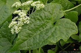 Image result for Aidia micrantha