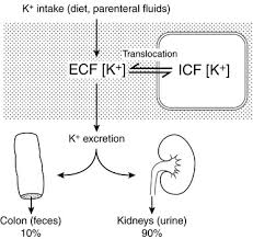 Image result for Transtubular Potassium Gradient