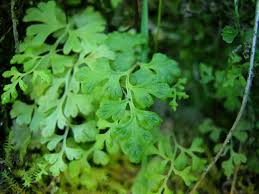 Image result for Anogramma leptophylla