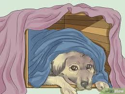 Maybe you would like to learn more about one of these? How To Calm A Dog During Thunderstorms 12 Steps With Pictures