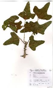 Image result for Erythrina livingstoniana