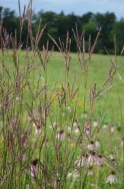 Image result for Panicum gracilicaule