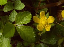 Image result for Duchesnea indica