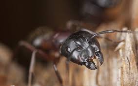 Ants that can vary in size, carpenter ants can be anywhere from 3 mm to 12 mm long. Why Professional Ant Control For Carpenter Ant Problems Is Worth It