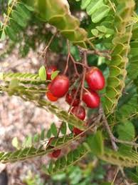 Image result for Leptactina arborescens