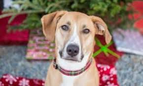 Dog beds black friday 2018. The Best 2020 Black Friday Deals For Dogs The Dogington Post