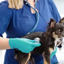 Oakland zoo's veterinary hospital staff. Welcome To Tumwater Veternary Hospital Tumwater Veterinary