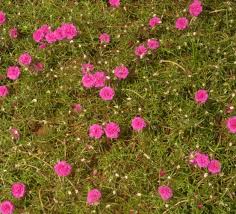 Image result for Portulaca centrali-africana