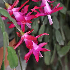 Succulents come in a wide array of beautiful colors, shapes and sizes, and they require very little care to stay happy. Gardening Caring For Christmas Cacti To Bloom In Time For Holidays The Spokesman Review