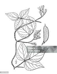 Image result for Vigna comosa