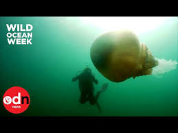 Le silure est un des plus gros poissons du monde en eau douce et fascine autant qu'il peut rebuter certaines personnes, pêcheurs ou non. Video Le Face A Face D Une Plongeuse Avec Une Meduse Geante Dans La Manche