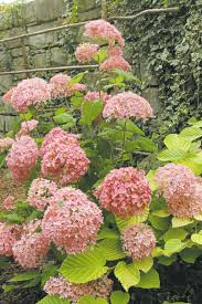 Image result for Hydrangea arborescens Pink Anabelle