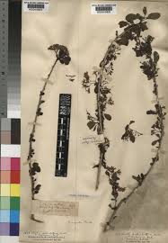 Image result for Ehretia rigida