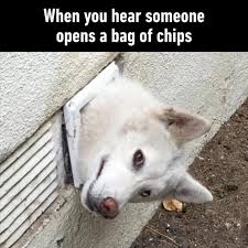 17 Fresh Animal Memes To Make You Laugh Till You Drop Funny Animal Jokes Funny Dog Memes Funny Animal Memes