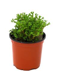 Image result for Selaginella perpusilla