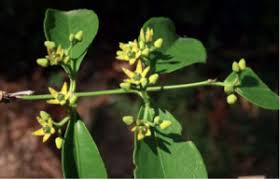 Image result for Hippocratea parviflora