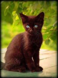 Beautiful Black Cat With Brown Eyes You Are Incredibly Absolutely Extremely Supremely Unbelievably Different Beautiful Creat Crazy Cats Cute Animals Brown Cat