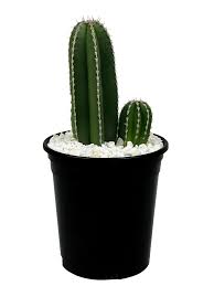 Image result for Stenostelma capense