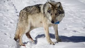 Wolves are common to all parts of the northern hemisphere. Feds Delist Gray Wolf But Leave Mexican Subspecies Protected