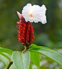Guaria morada is popular flower of costa rica, guaria morada two leaves that adorn the top of its pseudo bulb. 40 Flowers Of Costa Rica Ideas Flowers Colorful Flowers Costa Rica