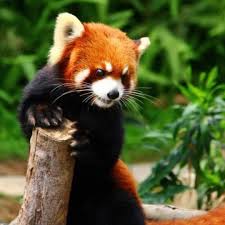 Cute Red Panda Tag Your Friends Remember To Like Comment And Follow Baby Animals Cute Baby Animals Cute Animals